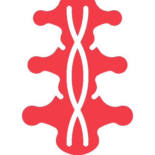 Spinal Cord